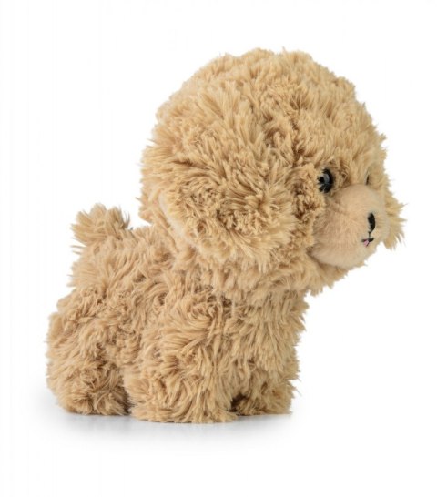 Maskotka teddy pets złoty pudel