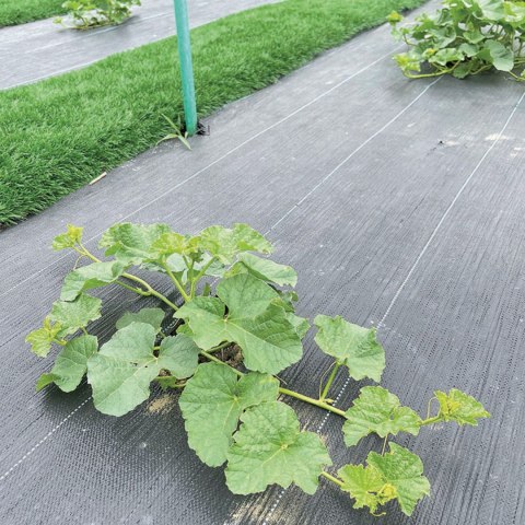 Agrotkanina czarna , 1 x 5 m 100 g/m2 GR1016 Agrotkanina czarna , 1 x 5 m 100 g/m2 GR1016