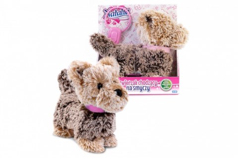 Piesek chodzący na smyczy Piesek chodzący na smyczy