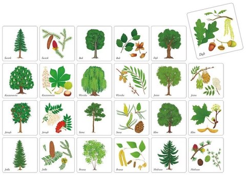 Gra memory - drzewa polski Gra memory - drzewa polski