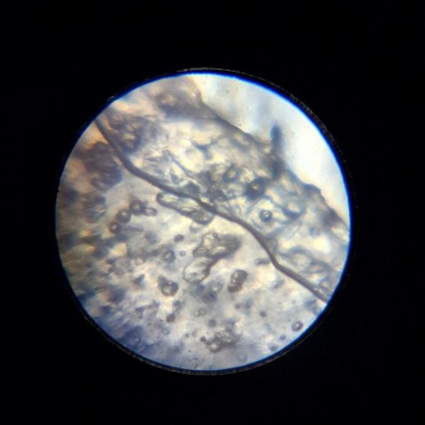 Mikroskop im a genius Mikroskop im a genius