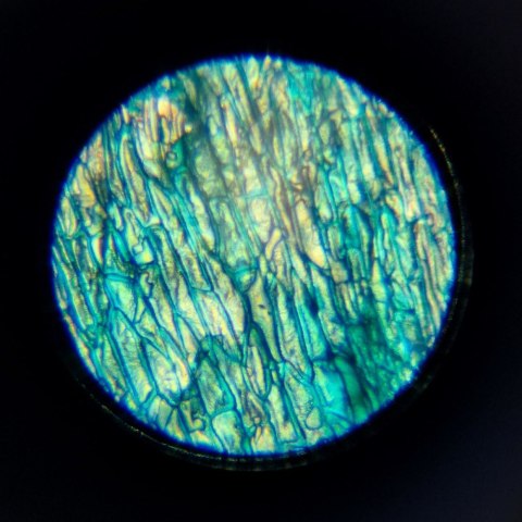 Mikroskop im a genius Mikroskop im a genius