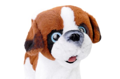 Maskotka interaktywna piesek chodzący na smyczy